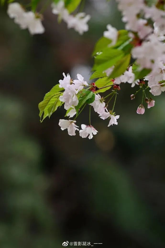 樱绽放,粉萼舞春风——唐·李德裕《鸳鸯篇》"二月草菲菲,山樱花未稀