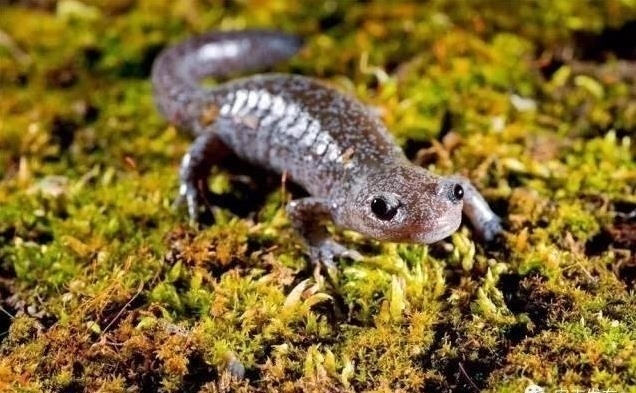 安吉小鲵 图源:中国湖州门户网在这片沼泽湿地中,广泛分布着成片的