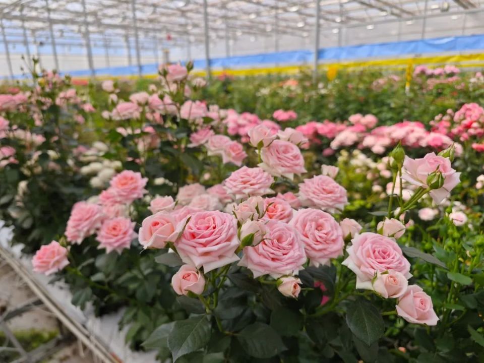 浙江虹越花卉发展有限公司(云南虹越)落地斗南,不断提升斗南花卉产业