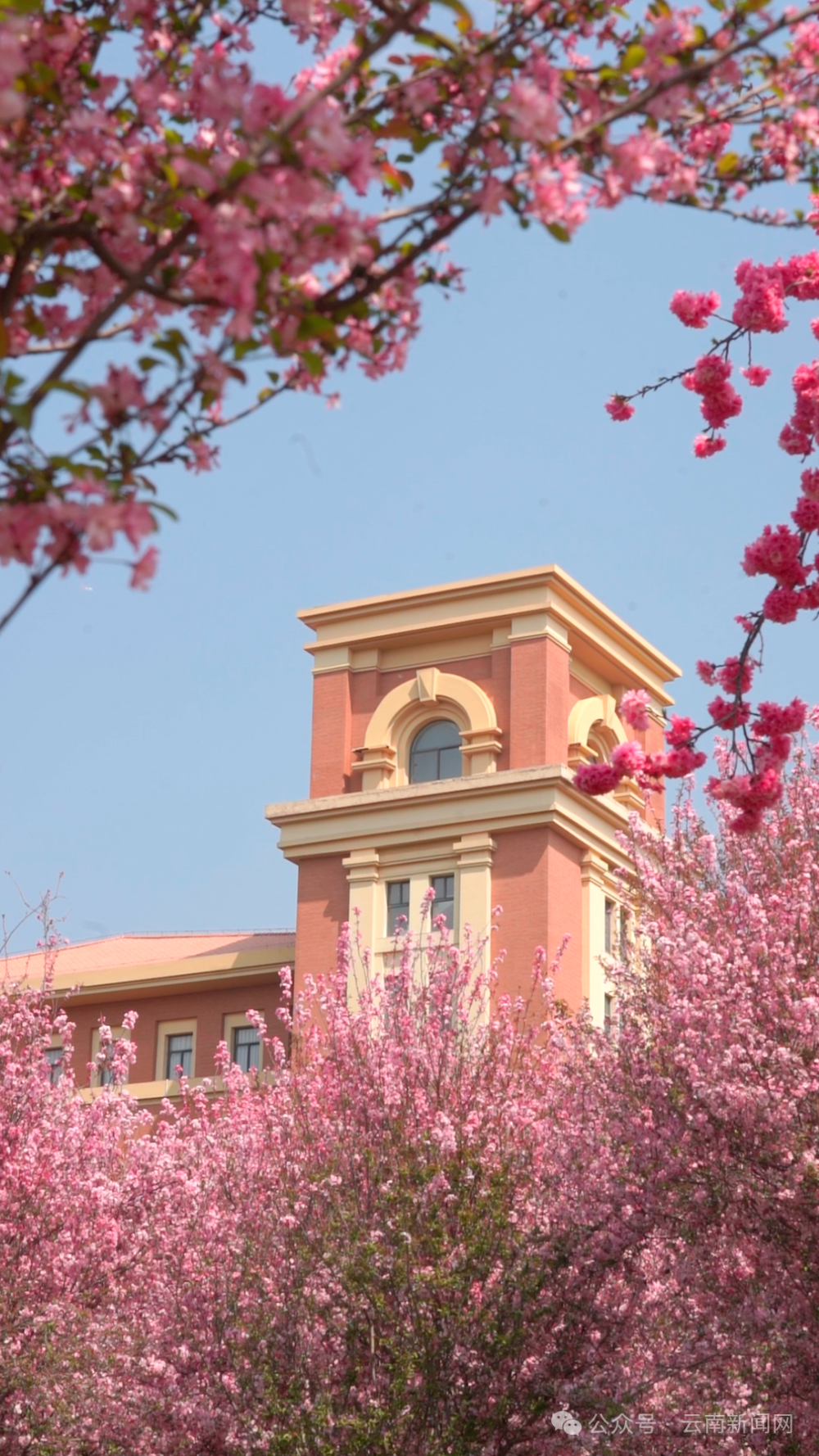 白云悠然划水樱花,垂丝海棠,梨花等迎风盛放春日的云南大学呈贡校区