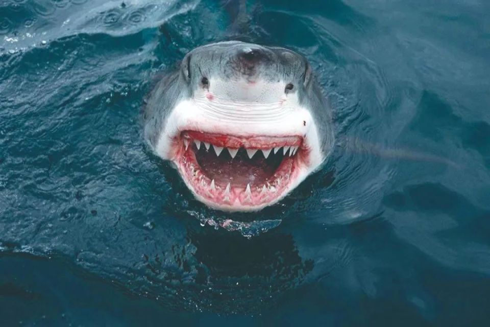 鲨鱼生存的秘诀