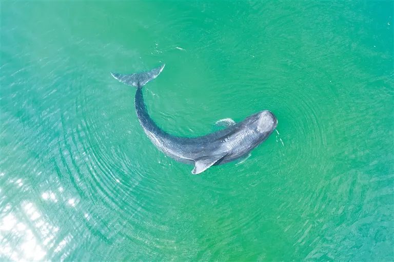 "海棠"能否顺利归家?