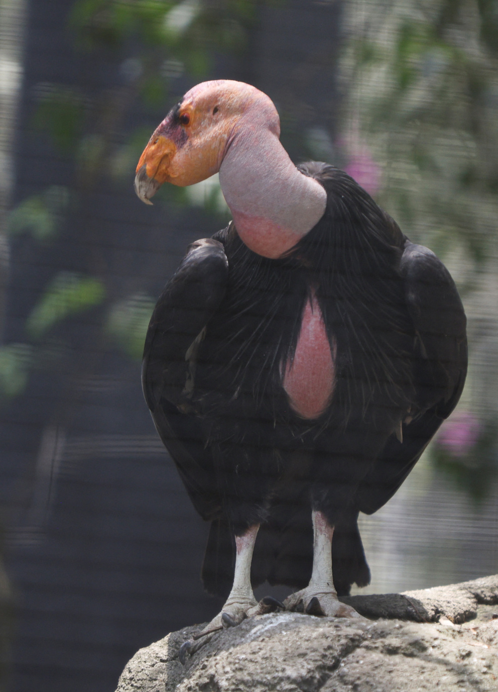 (外代一线)墨西哥城:动物园里的秃鹫