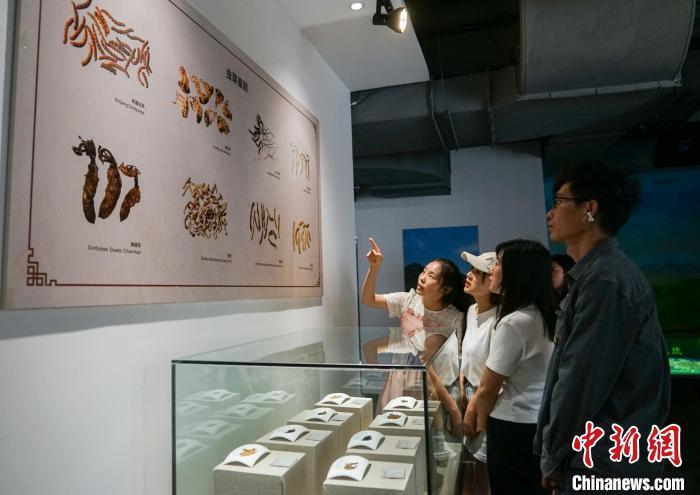 青海冬虫夏草采挖季 民众走进博物馆了解虫草文化