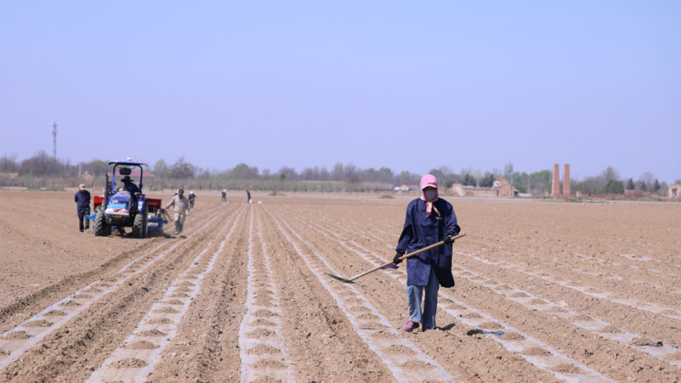 陇东首家水肥一体化玉米高产示范田落地泾川_腾讯新闻