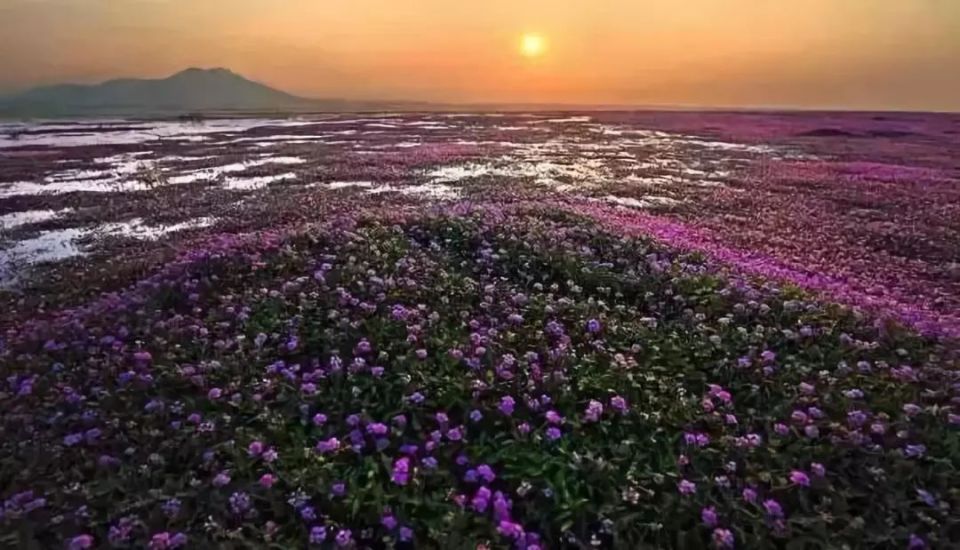 2021年鄱阳湖蓼子花图片
