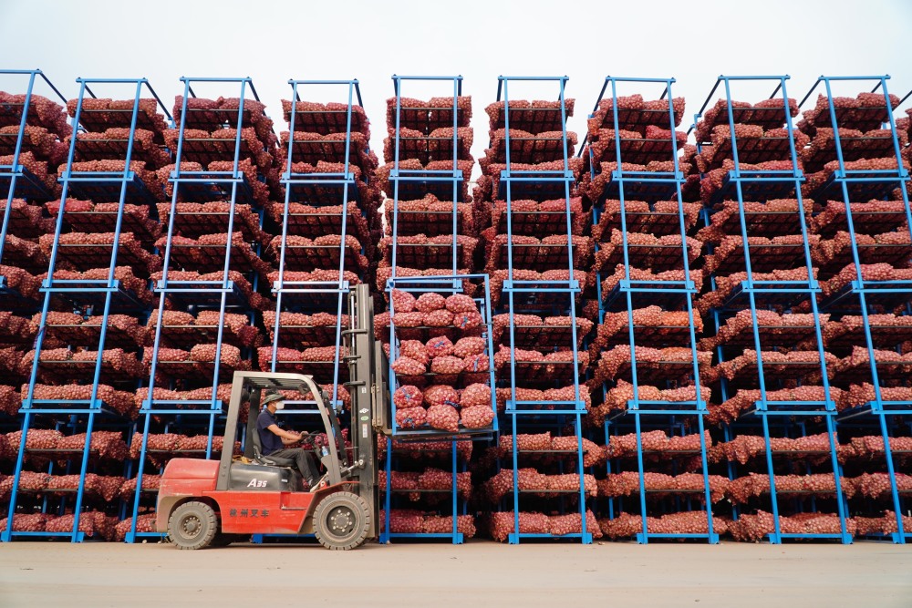 山东巨野35万亩大蒜收获仓储忙