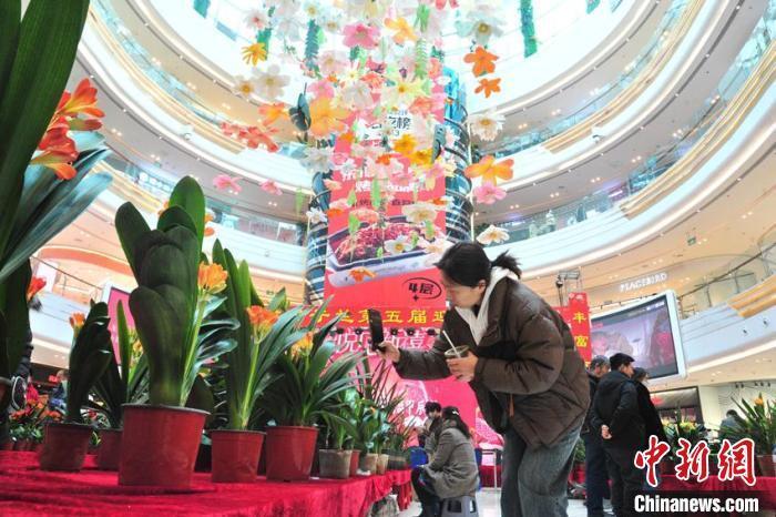 长春君子兰花展开幕众多名品迎春斗艳