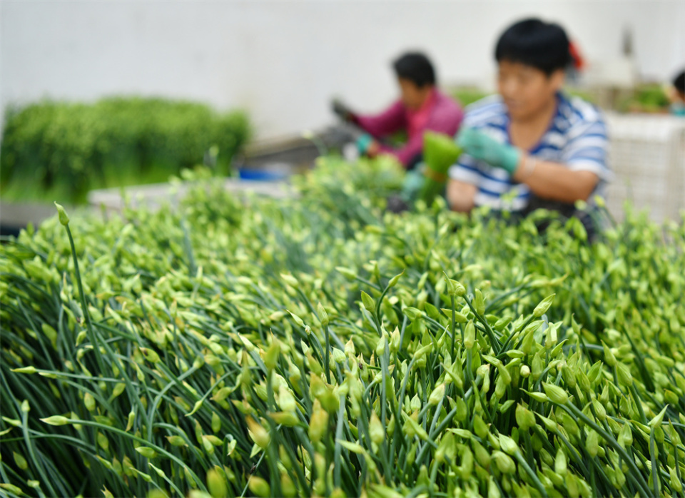 壁纸 成片种植 风景 植物 种植基地 桌面 960_698