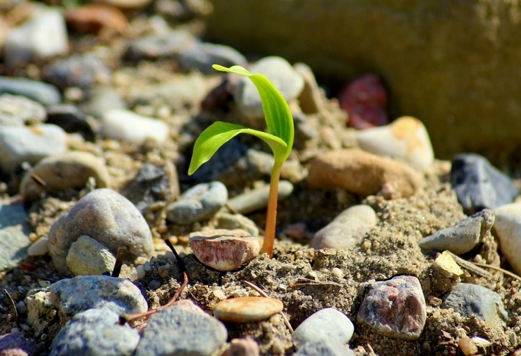 夜雨丨勾琴兰等待