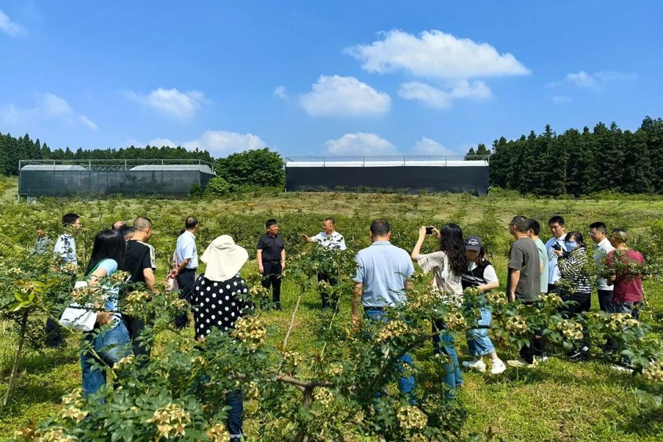一颗果子撬动5亿产值！安顺金刺梨从山野走向国际大市场_腾讯新闻