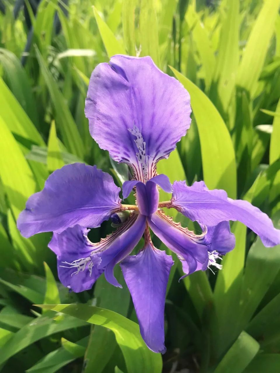 青浦环城水系公园丨送给你暮春到初夏的"繁花",来收图