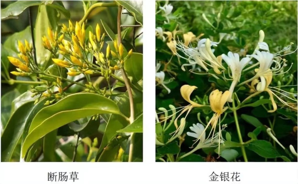 如:毒芹与水芹,滴水观音与芋头,断肠草与金银花,化儿草与血皮菜,马