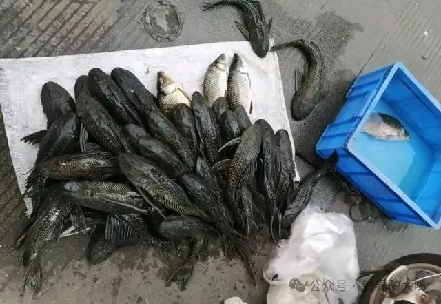 恶魔之鱼"清道夫",在印度被吃成辣条,在国内为何泛滥成灾_腾讯新闻