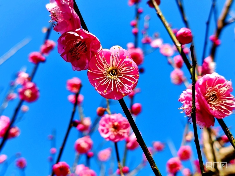 各种颜色梅花的图片图片