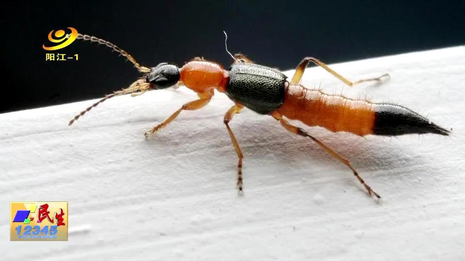 医生提醒踏春时节谨防毒虫