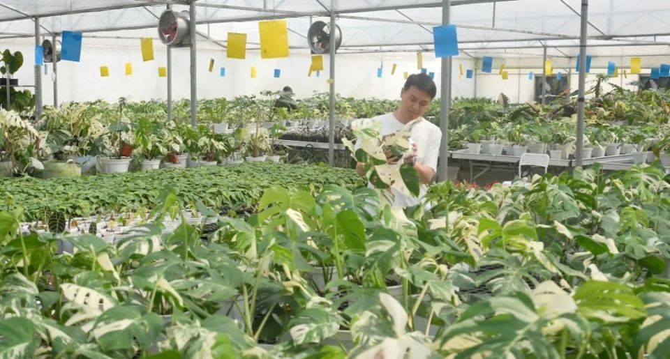 "浇浇植物超市"的吴家凡在自家热植种植基地 图/广州日报新花城记者