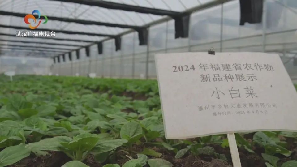 走进位于福州琅岐的万农高科集团基地,田间绿意盎然.