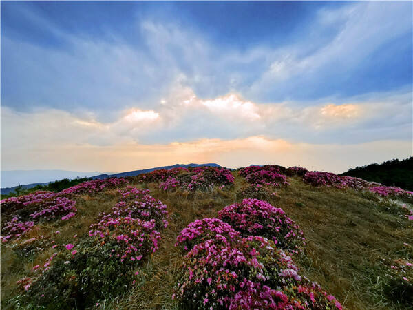 禄劝马鹿塘万亩杜鹃花开成海