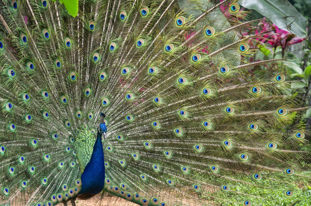 清明一站式观赏动物植物文物广州动物园暖心奉上游园攻略