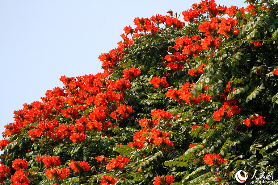 红花绿树莺乱啼 厦门街头火焰木花朵盛放_腾讯新闻
