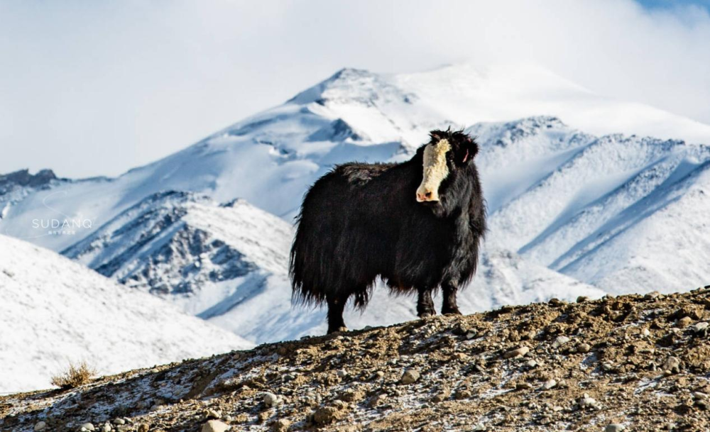 为什么说"最好吃"的牦牛火锅是在香格里拉?_腾讯新闻