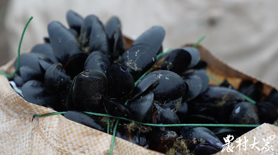 日照海虹丰收啦_腾讯新闻