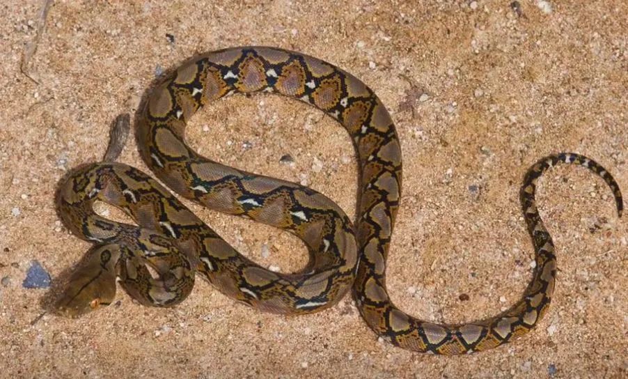 一动物园蟒蛇出逃,10斤重手臂粗!仍未被抓获!