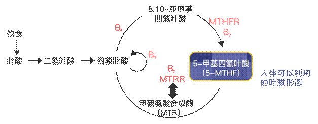 科普 | 番茄：从野生浆果到餐桌美味_腾讯新闻