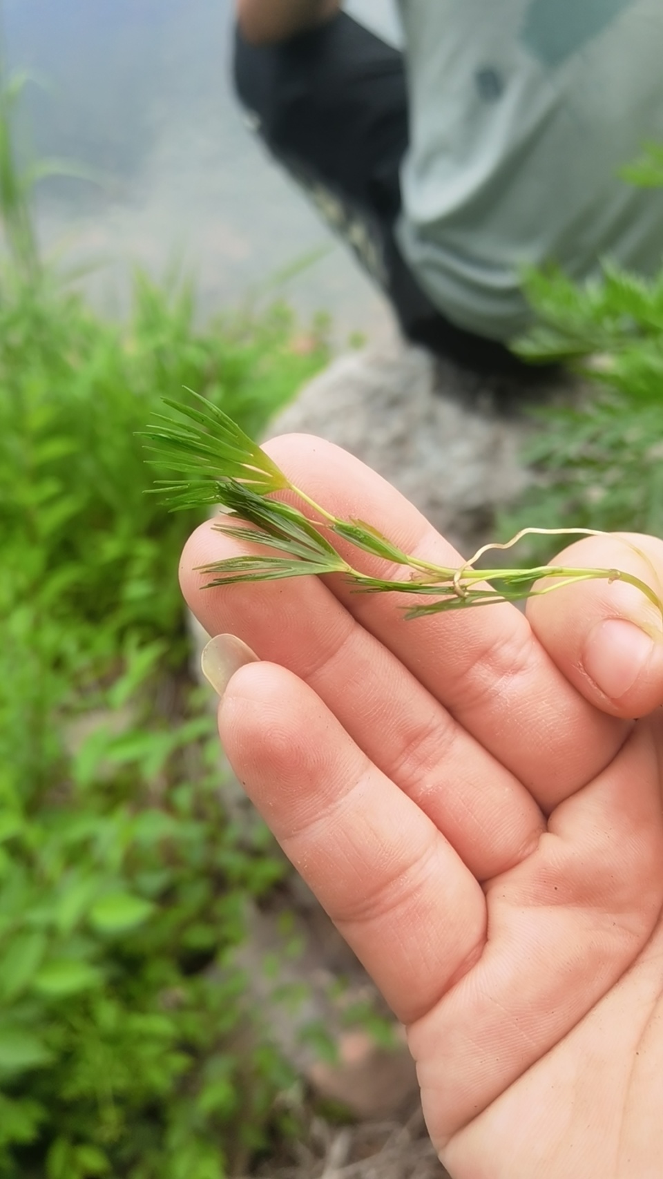 优良水质的指示物种,松山周边现北京水毛茛