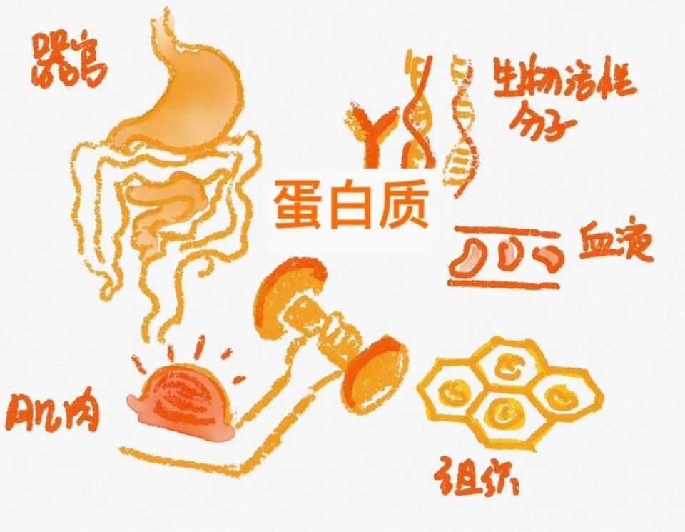 【科普营养】3500kcal≈1斤脂肪?减重的速度到底有多快?