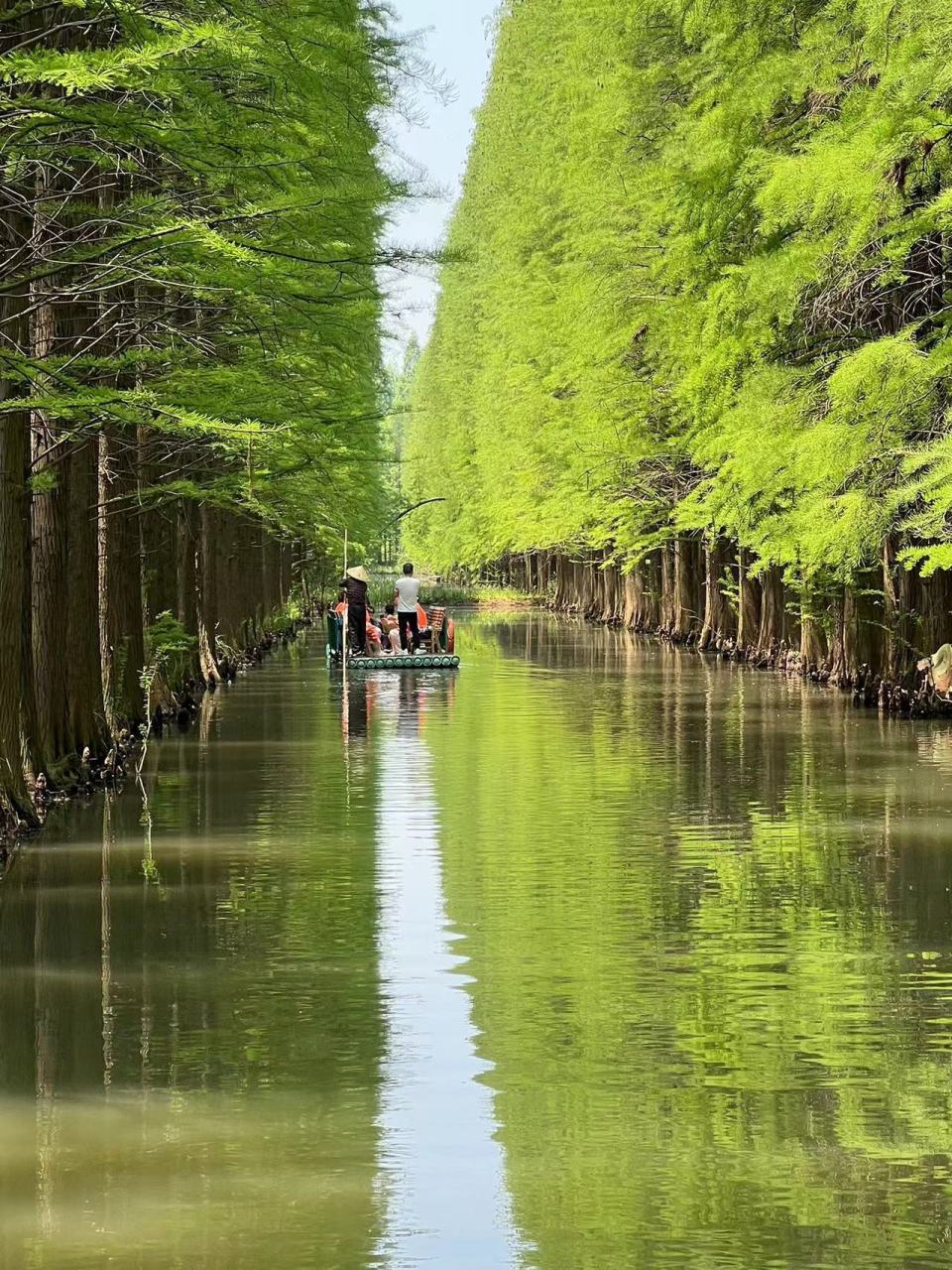 探秘金湖水上森林公园