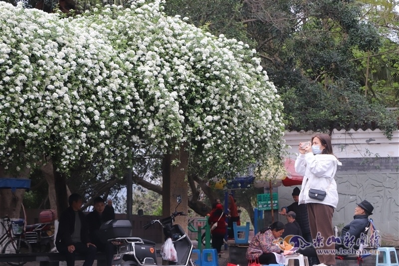 七里香花期(七里香花期养护)