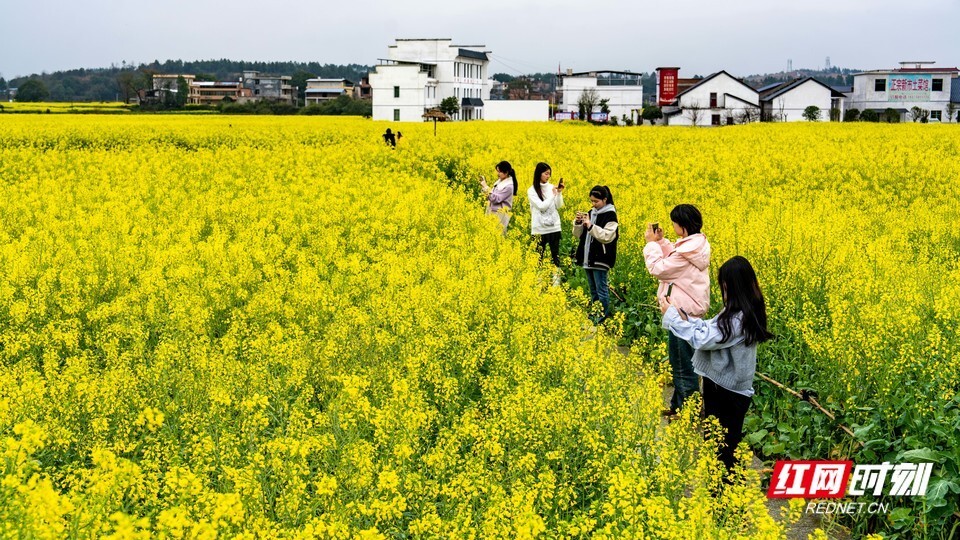 湖南耒阳油菜花开引客来邀你邂逅浪漫春光