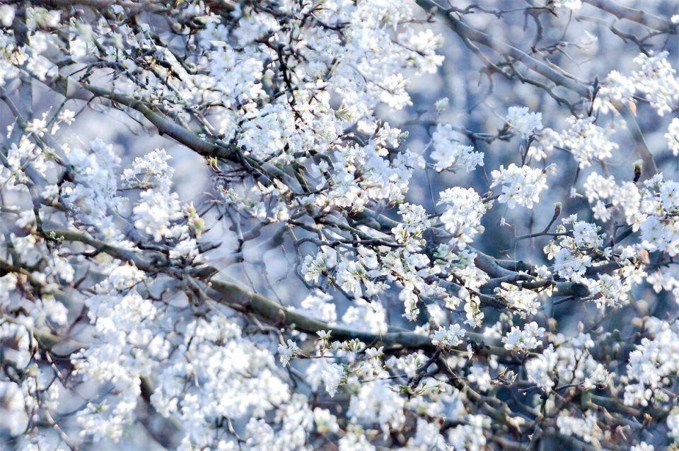 会泽:千树万树梨花开 如云似雪相竞妍