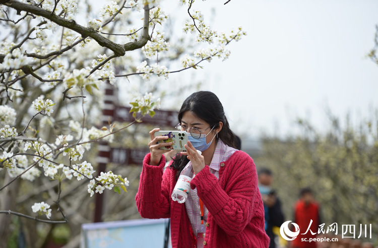 广元市苍溪县梨花节图片