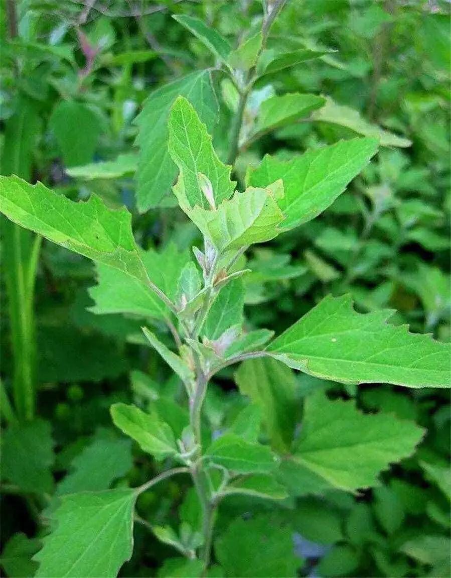 糁子的植物图片图片