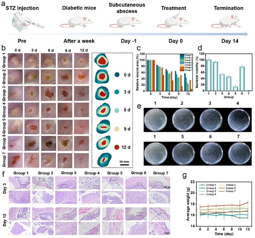 医用抗菌水凝胶怎么用南京工业大学AFM：新型可注射水凝胶为糖尿病脓肿治疗提供级联抗菌新策略_https://www.jmylbn.com_新闻资讯_第8张