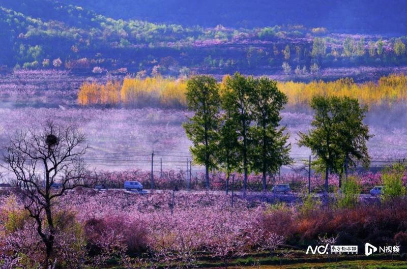 万亩桃花如何变赏花经济?北京平谷国际桃花节4月8日将开幕_腾讯新闻