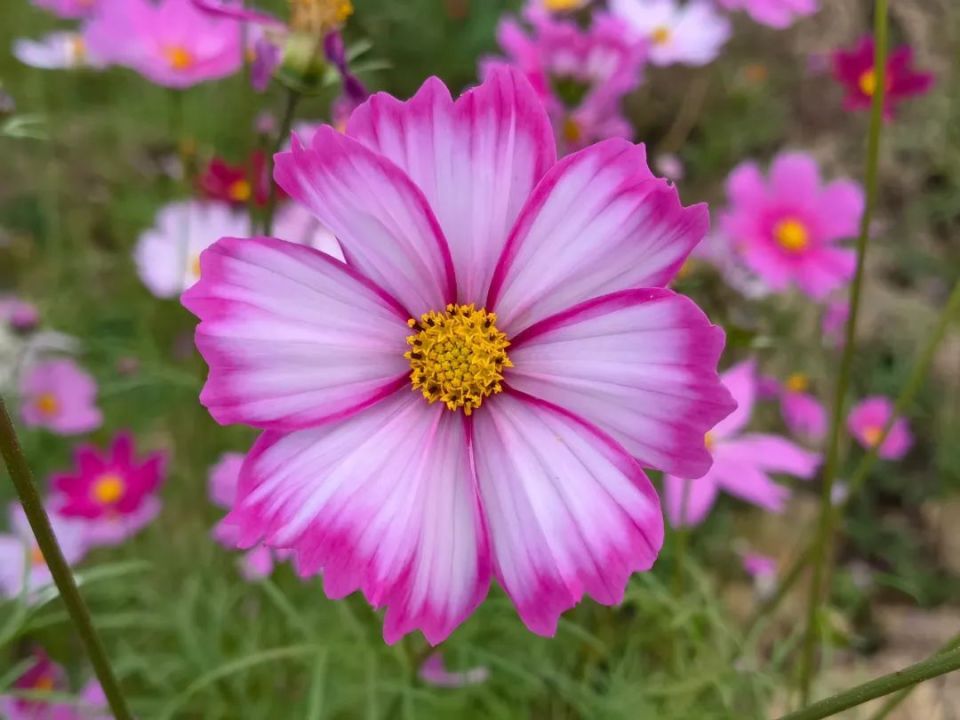 龙川四都花海图片