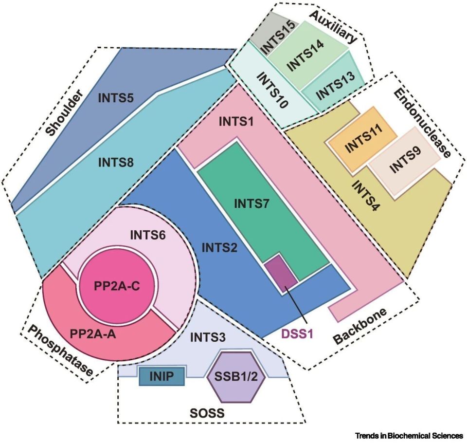 复旦大学陈飞团队TIBS综述｜Integrator–PP2A（INTAC）复合体：连接转录提前终止、染色质调控与基因组稳定的枢纽_腾讯新闻