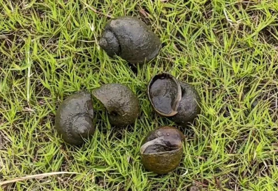 吃螺千万别吃这两种毒性超强