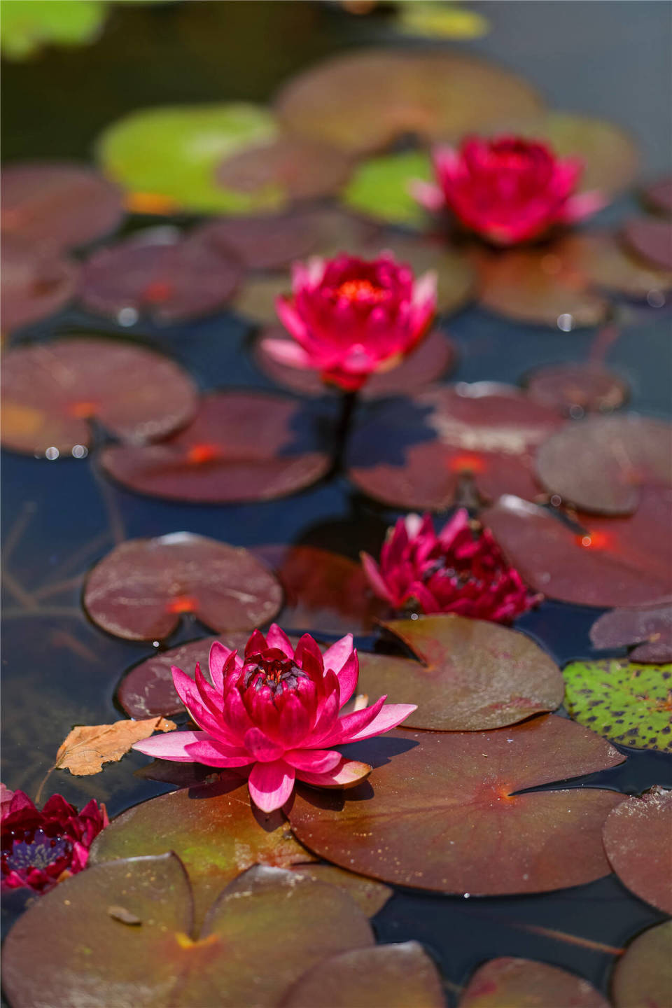 组图丨青岛李沧600多个睡莲品种花开迎客来