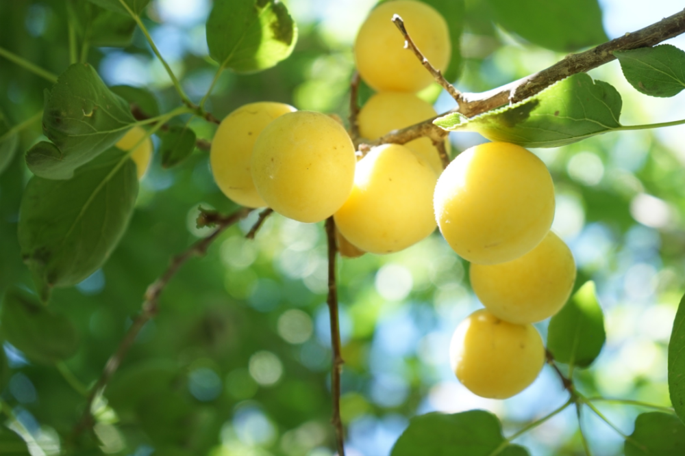 每个夏天都刷爆朋友圈的新疆小白杏,今年别错过啦～_腾讯新闻