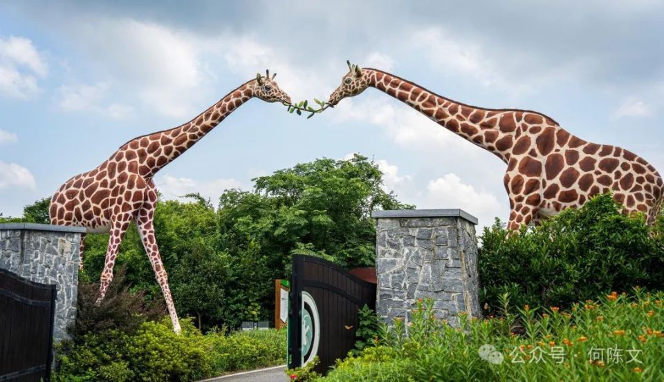 湖州|不用去非洲,这里get同款长颈鹿庄园