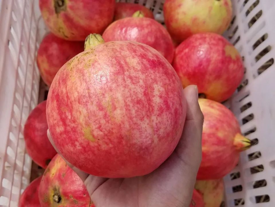 不吐籽的甜石榴!大口嚼,爆汁甜爽,原产地直发