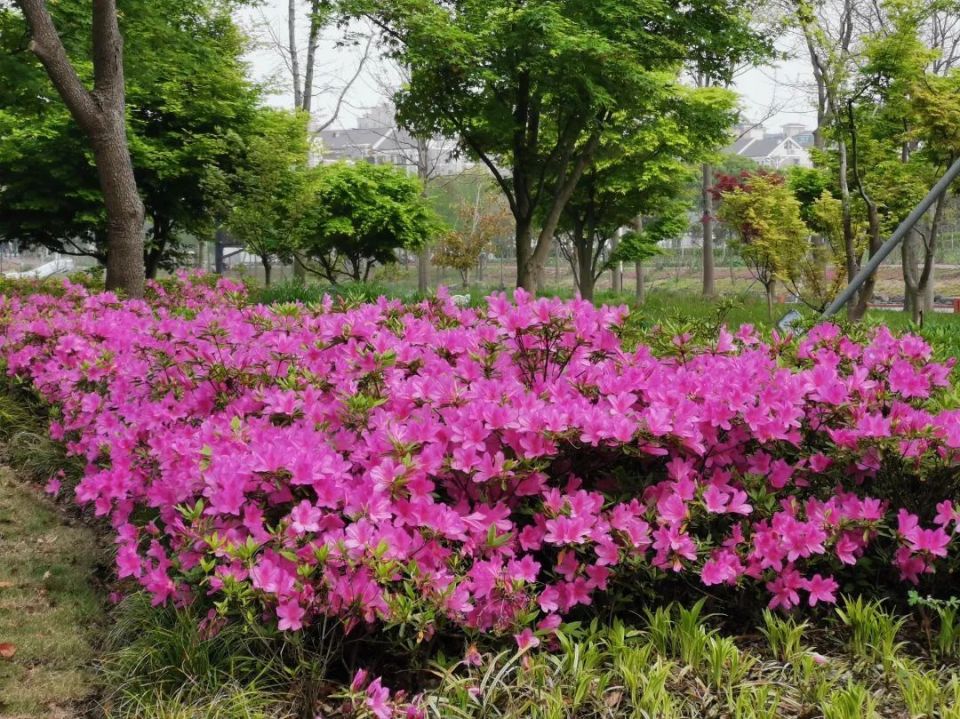 来金山这些地方欣赏"姹紫嫣红"_腾讯新闻