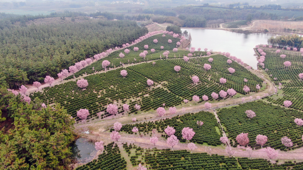 福建茶园樱花图片