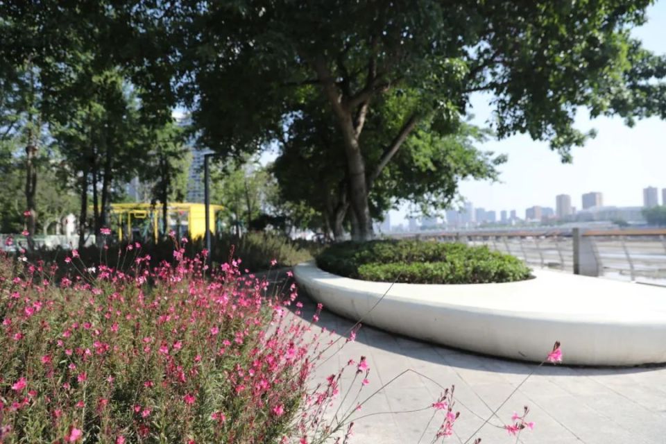 随手一拍都是大片!快来旌湖边邂逅姹紫嫣红的浪漫