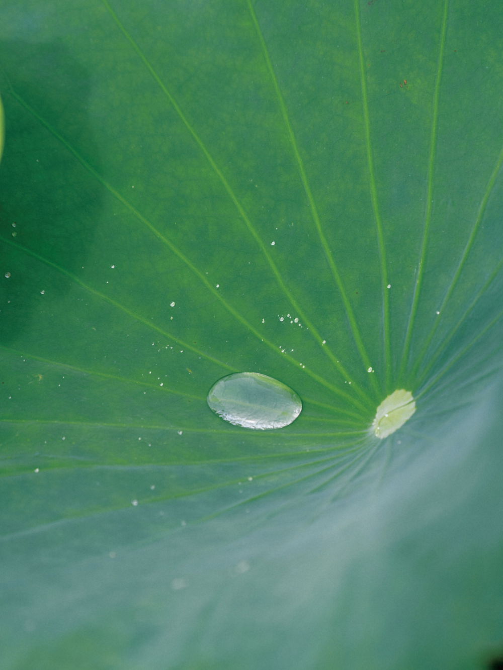 荷花满堂,蒙自的夏天真的来了